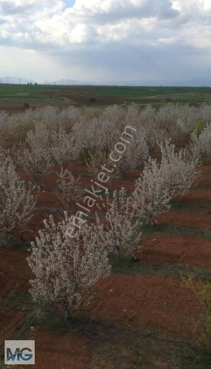 Mg Emlak Tan Satılık Meyve Bahçesi. - Görsel 11