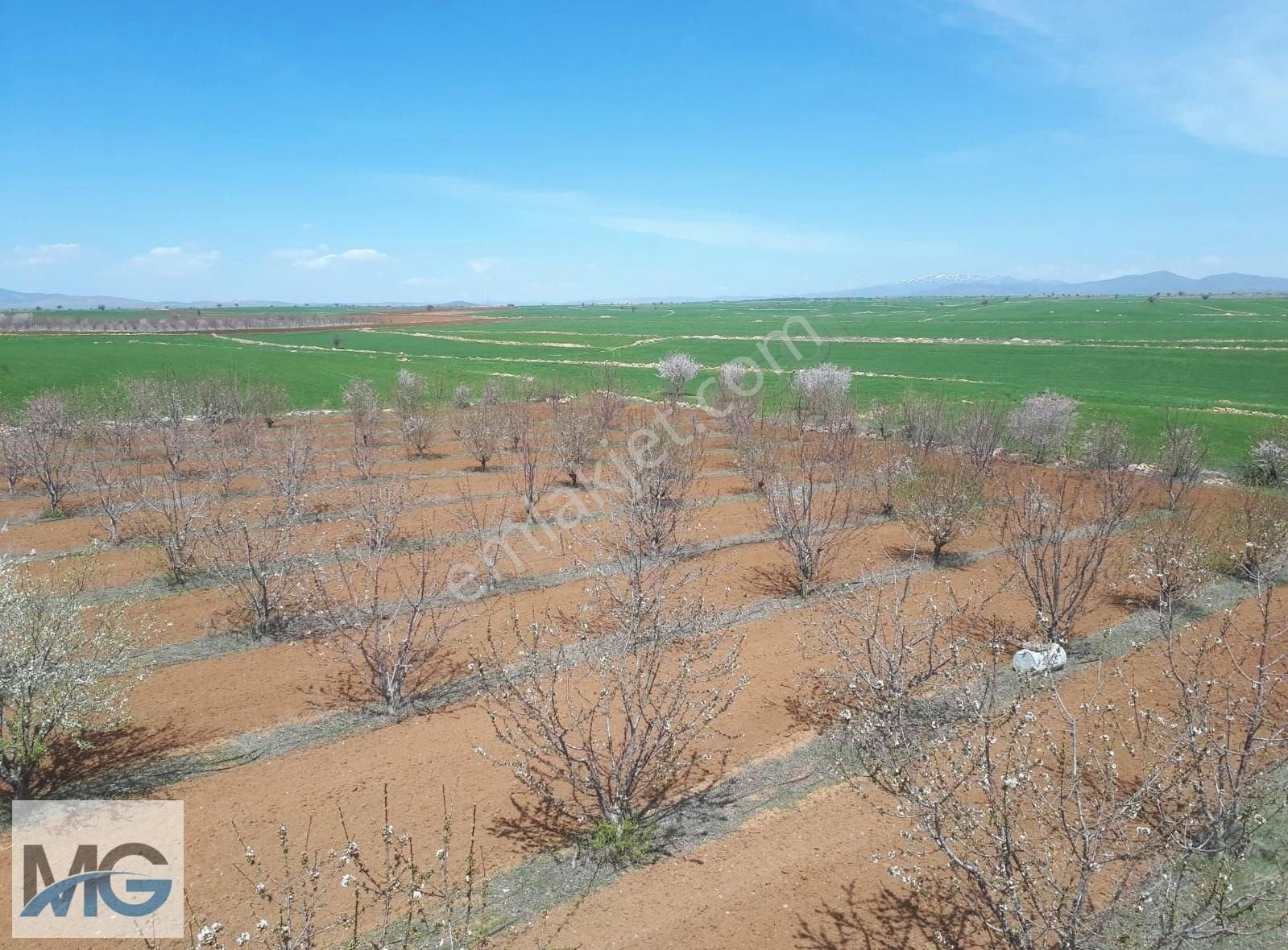 Mg Emlak Tan Satılık Meyve Bahçesi. - Görsel 12