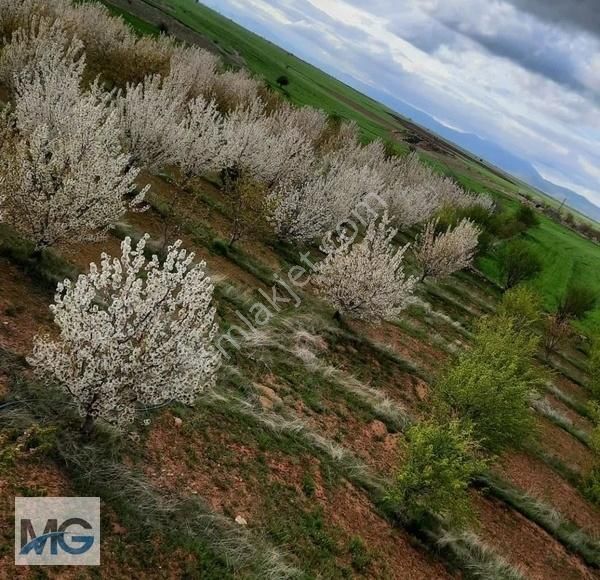Mg Emlak Tan Satılık Meyve Bahçesi. - Görsel 2