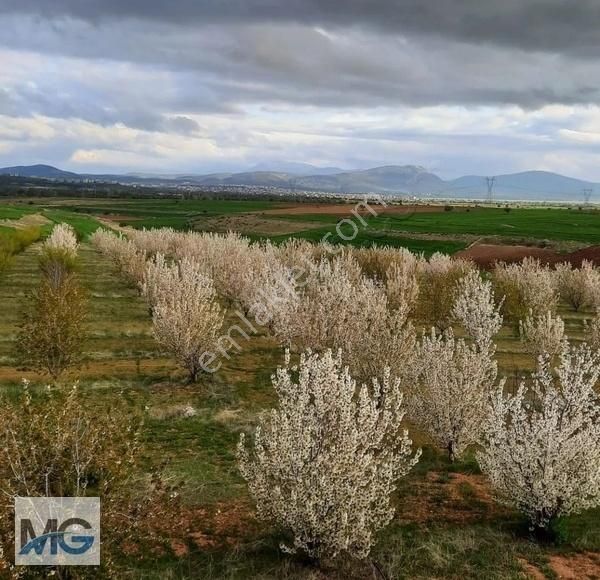 Mg Emlak Tan Satılık Meyve Bahçesi. - Görsel 13