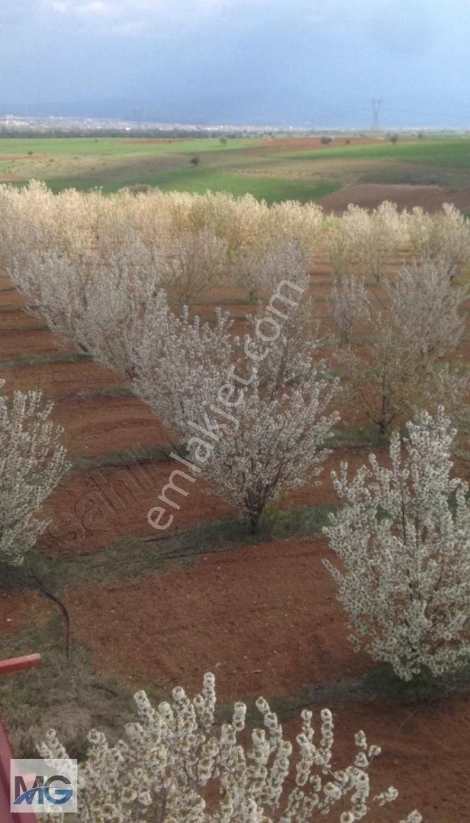 Mg Emlak Tan Satılık Meyve Bahçesi. - Görsel 4