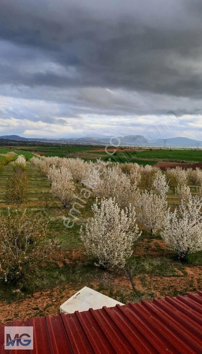 Mg Emlak Tan Satılık Meyve Bahçesi. - Görsel 7