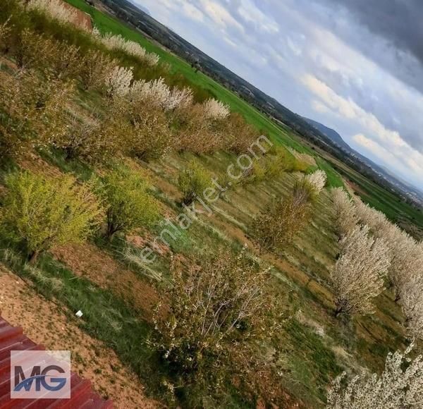 Mg Emlak Tan Satılık Meyve Bahçesi. - Görsel 14