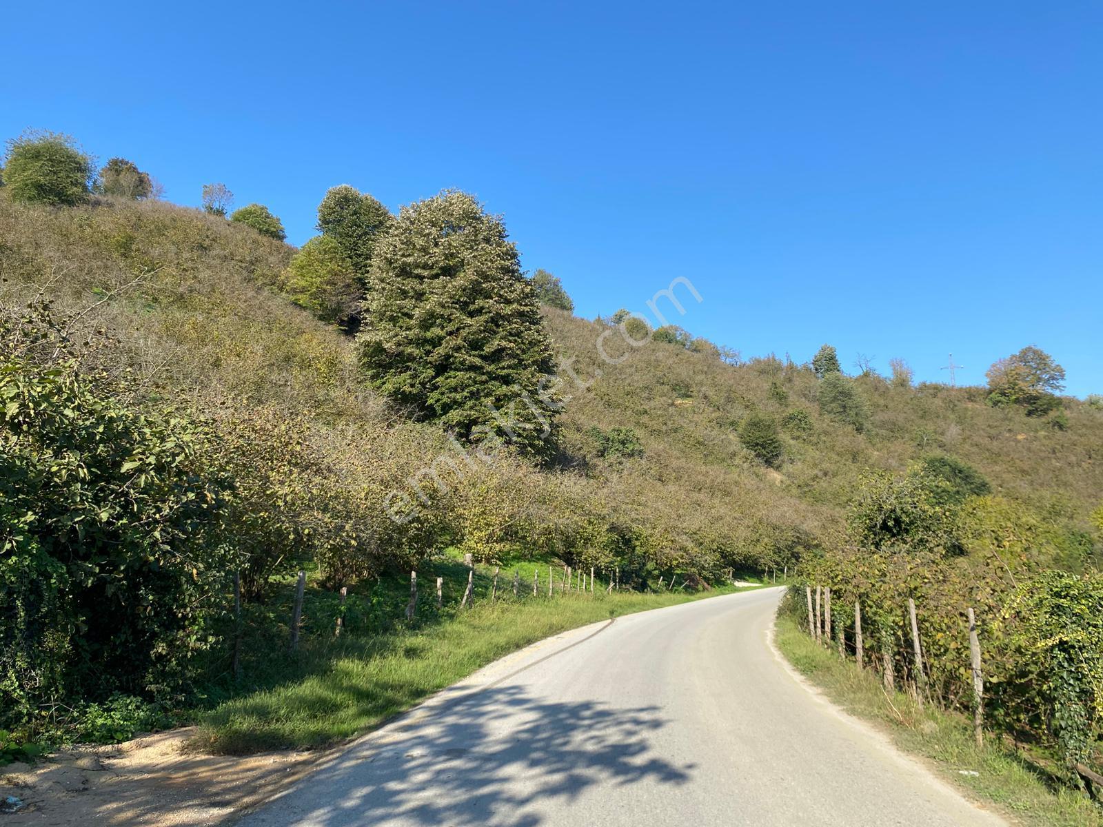 Akçakocada Asfalt Yola Cephe 3.728m2 Ev Yapımına Uygun Fındıklık - Görsel 18