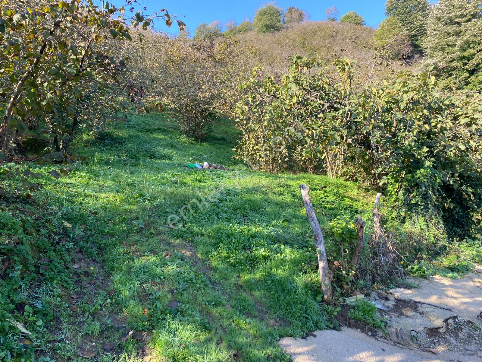 Akçakocada Asfalt Yola Cephe 3.728m2 Ev Yapımına Uygun Fındıklık - Görsel 3