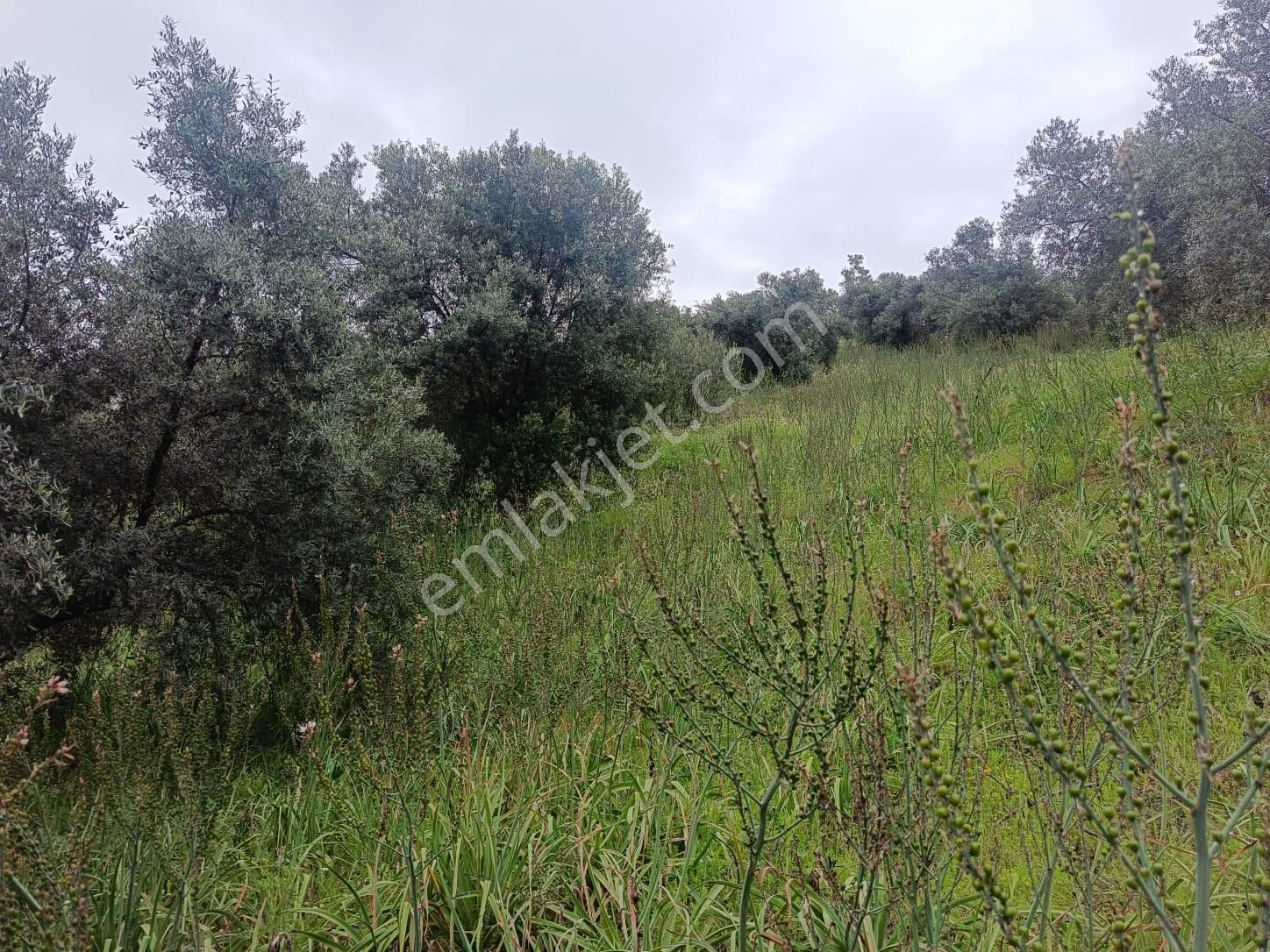 Acarlar Emlaktan Sultanhisar Yağdere'de 2 Adet Toplam 2950 M2 Satılık Zeytinlik