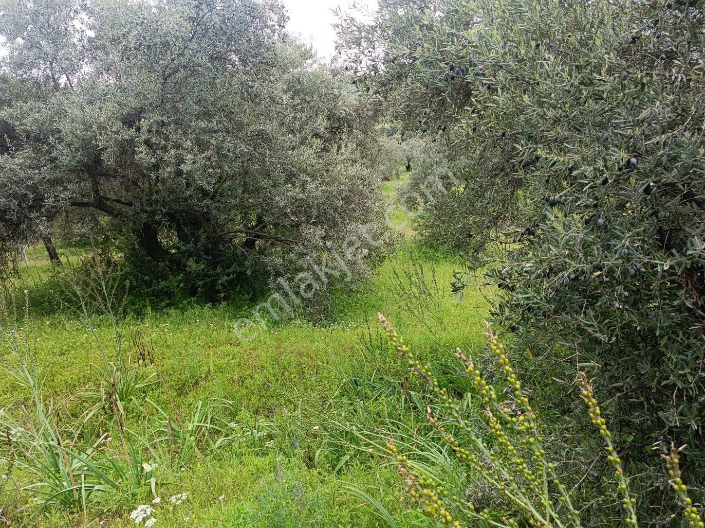 Acarlar Emlaktan Sultanhisar Yağdere'de 2 Adet Toplam 2950 M2 Satılık Zeytinlik - Görsel 7