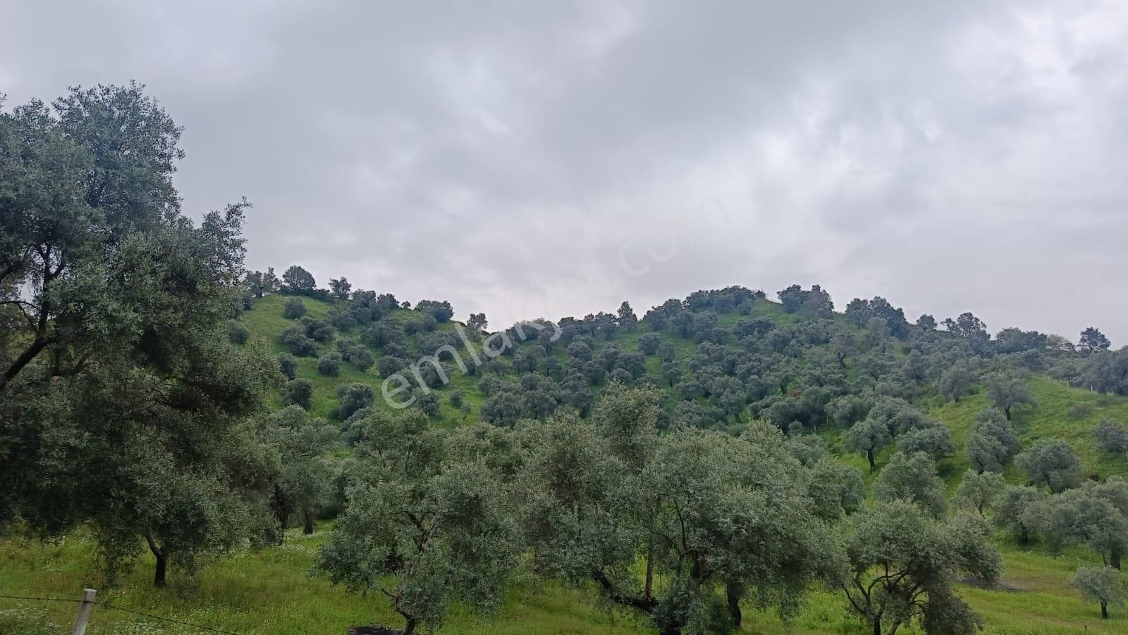 Acarlar Emlaktan Sultanhisar Yağdere'de 2 Adet Toplam 2950 M2 Satılık Zeytinlik - Görsel 6