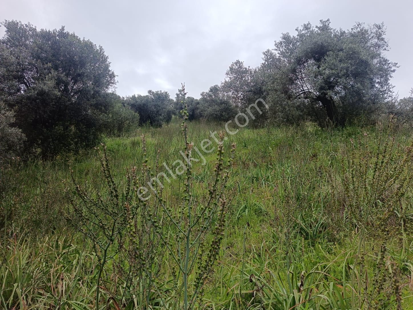 Acarlar Emlaktan Sultanhisar Yağdere'de 2 Adet Toplam 2950 M2 Satılık Zeytinlik - Görsel 5