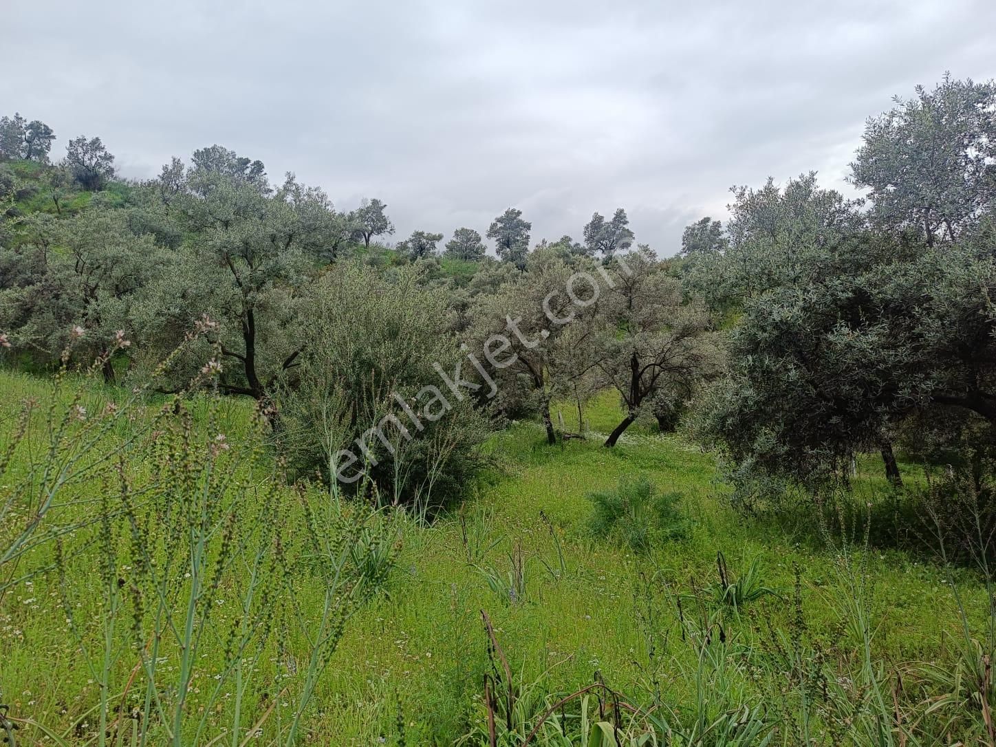 Acarlar Emlaktan Sultanhisar Yağdere'de 2 Adet Toplam 2950 M2 Satılık Zeytinlik - Görsel 4