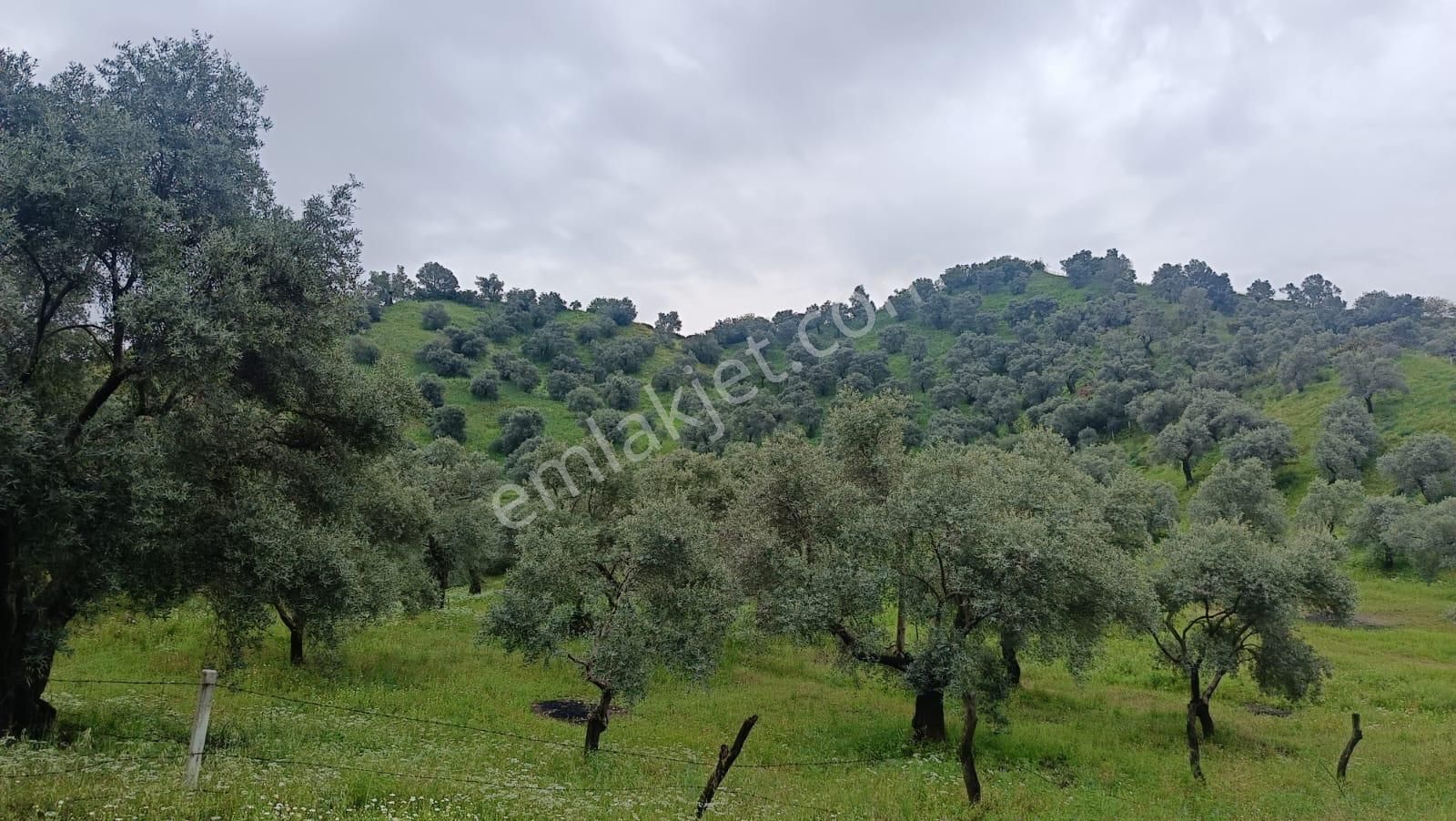 Acarlar Emlaktan Sultanhisar Yağdere'de 2 Adet Toplam 2950 M2 Satılık Zeytinlik - Görsel 9