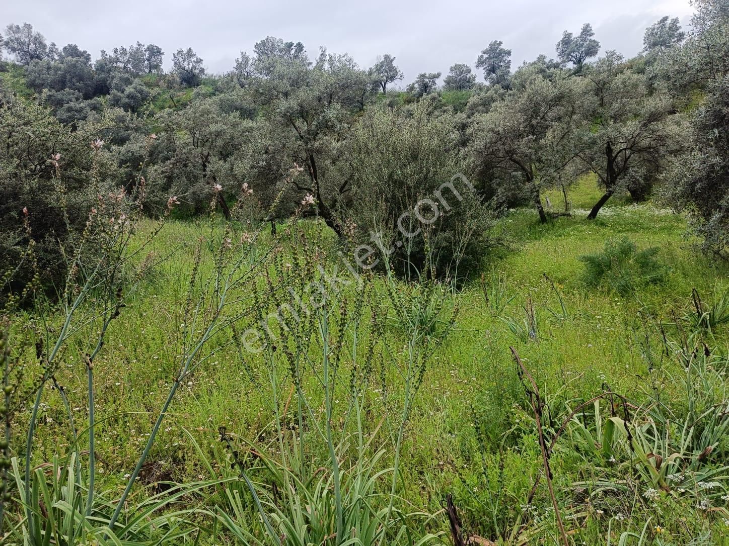Acarlar Emlaktan Sultanhisar Yağdere'de 2 Adet Toplam 2950 M2 Satılık Zeytinlik - Görsel 2