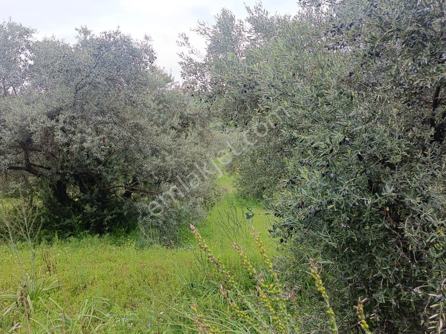 Acarlar Emlaktan Sultanhisar Yağdere'de 2 Adet Toplam 2950 M2 Satılık Zeytinlik - Görsel 10