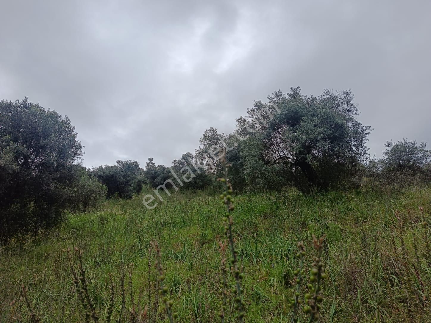 Acarlar Emlaktan Sultanhisar Yağdere'de 2 Adet Toplam 2950 M2 Satılık Zeytinlik - Görsel 3