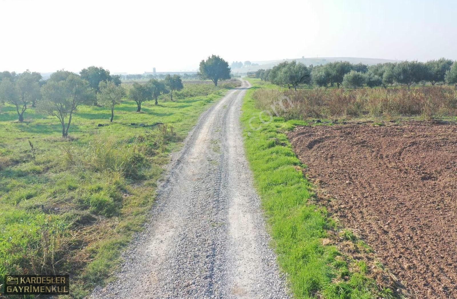 Kayalıoğlunda Satılık Tek Tapu Resmi Yol Cepheli Zeytinlik - Görsel 2