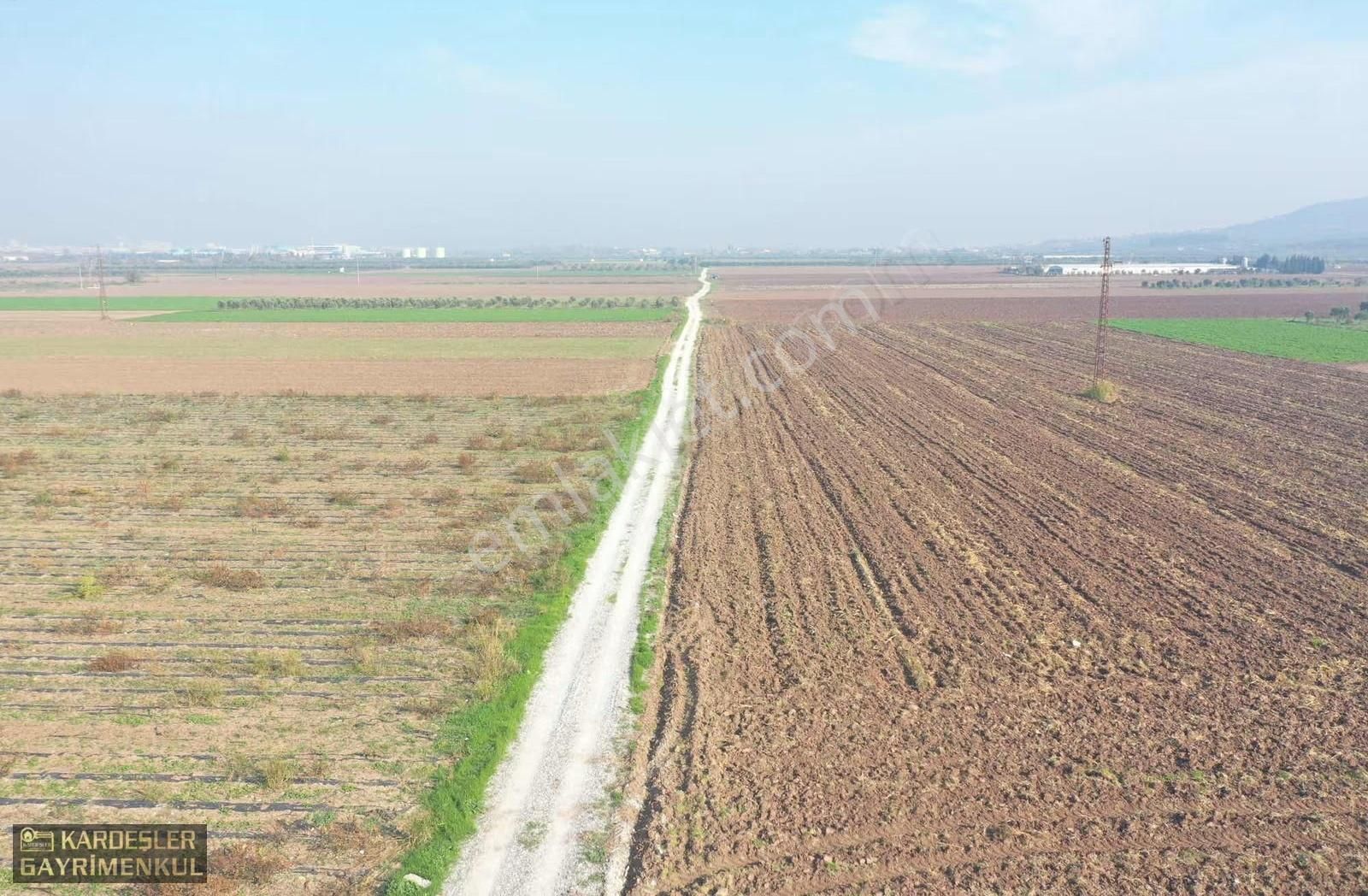 Kayalıoğlunda Satılık Tek Tapu Resmi Yol Cepheli Zeytinlik - Görsel 9