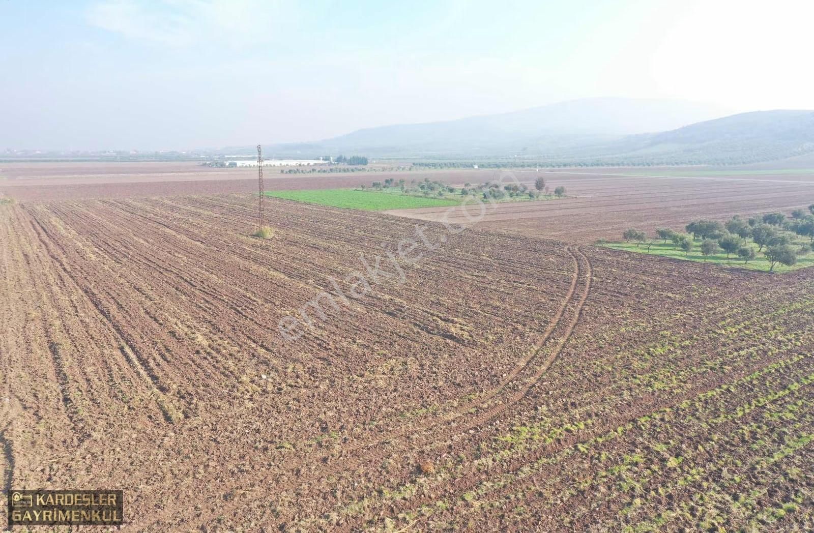 Kayalıoğlunda Satılık Tek Tapu Resmi Yol Cepheli Zeytinlik - Görsel 11