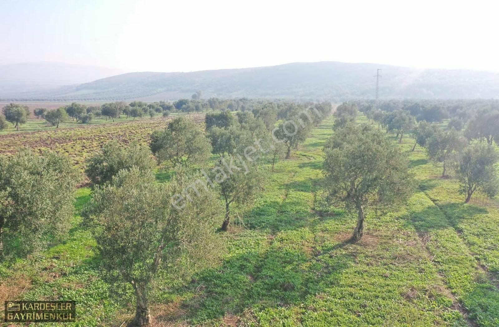 Kayalıoğlunda Satılık Tek Tapu Resmi Yol Cepheli Zeytinlik - Görsel 5