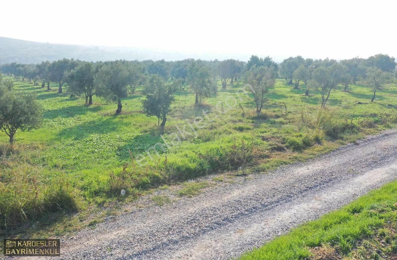 Kayalıoğlunda Satılık Tek Tapu Resmi Yol Cepheli Zeytinlik