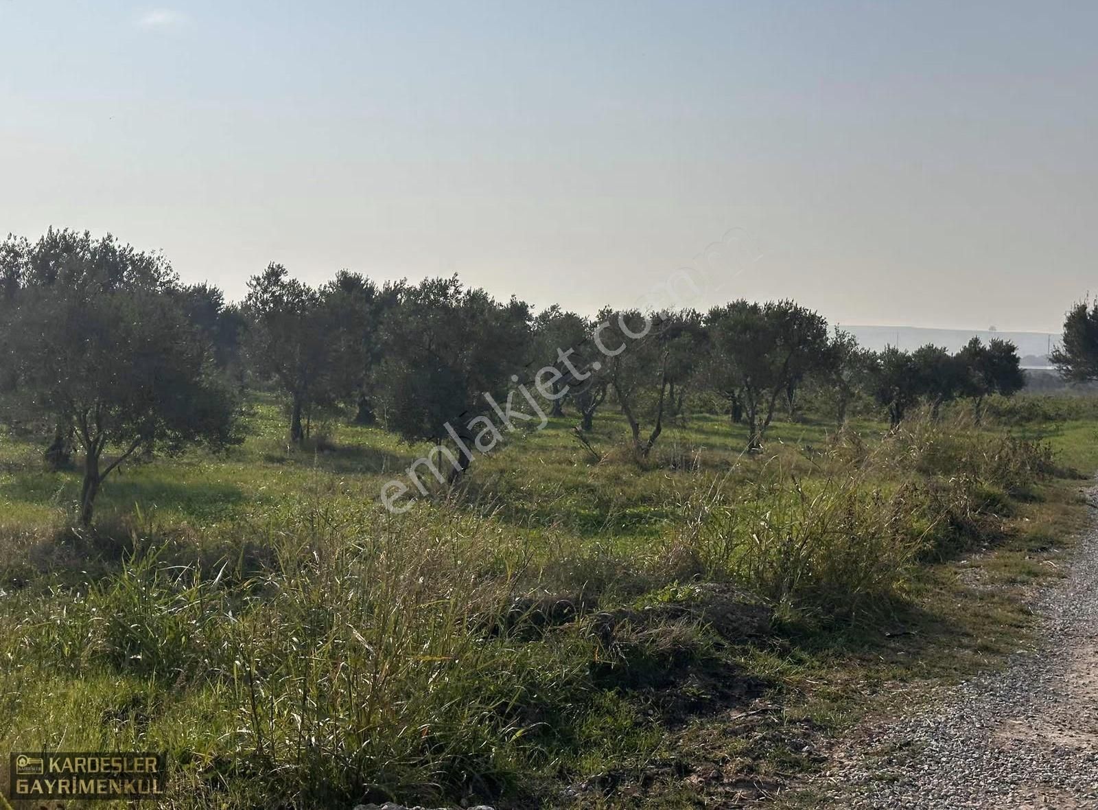 Kayalıoğlunda Satılık Tek Tapu Resmi Yol Cepheli Zeytinlik - Görsel 16