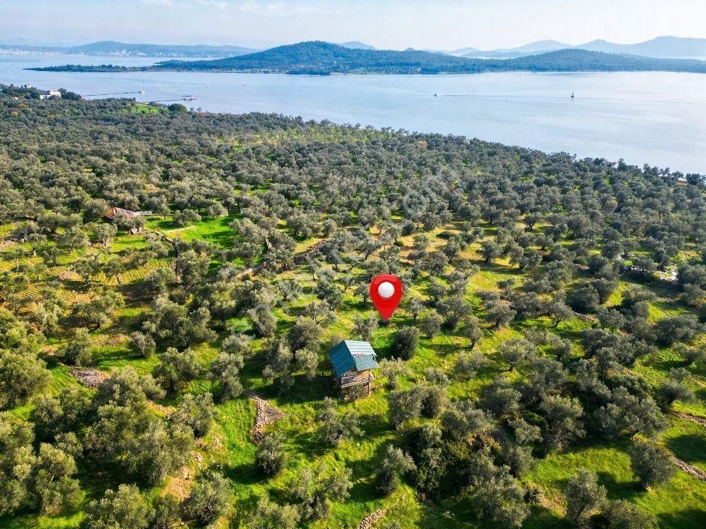 Ayvalık Cunda Ada'sında Satılık Zeytınlık - Görsel 7