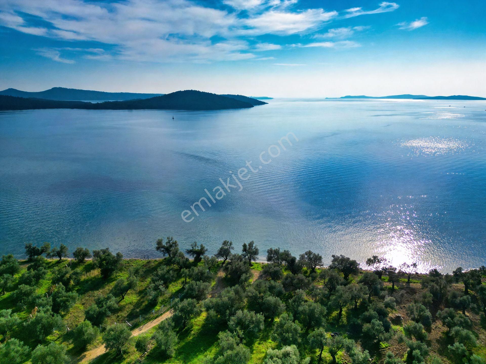 Ayvalık Cunda Ada'sında Satılık Zeytınlık