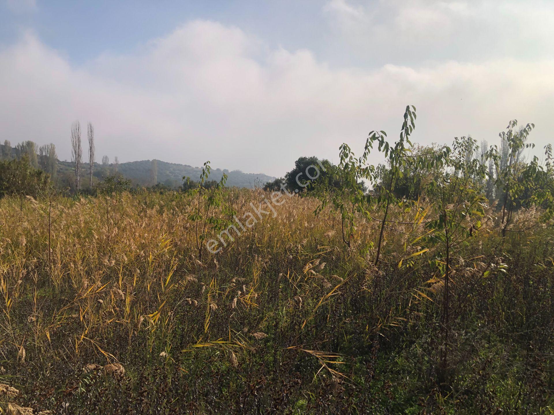 Şarköy De Işık Emlaktan Çınarlı Mah De 2400 M2 Kirazlık. - Görsel 15
