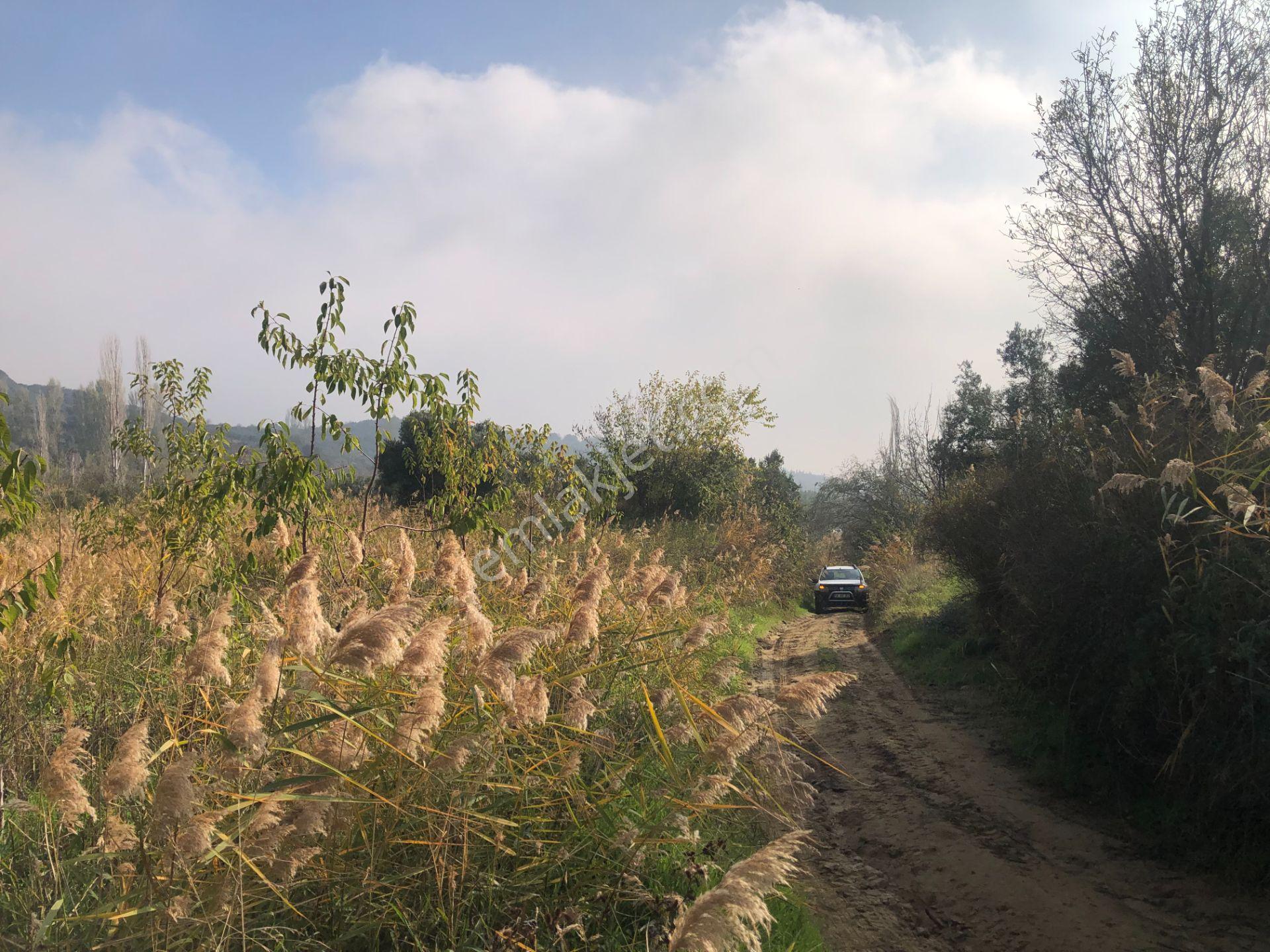Şarköy De Işık Emlaktan Çınarlı Mah De 2400 M2 Kirazlık. - Görsel 18