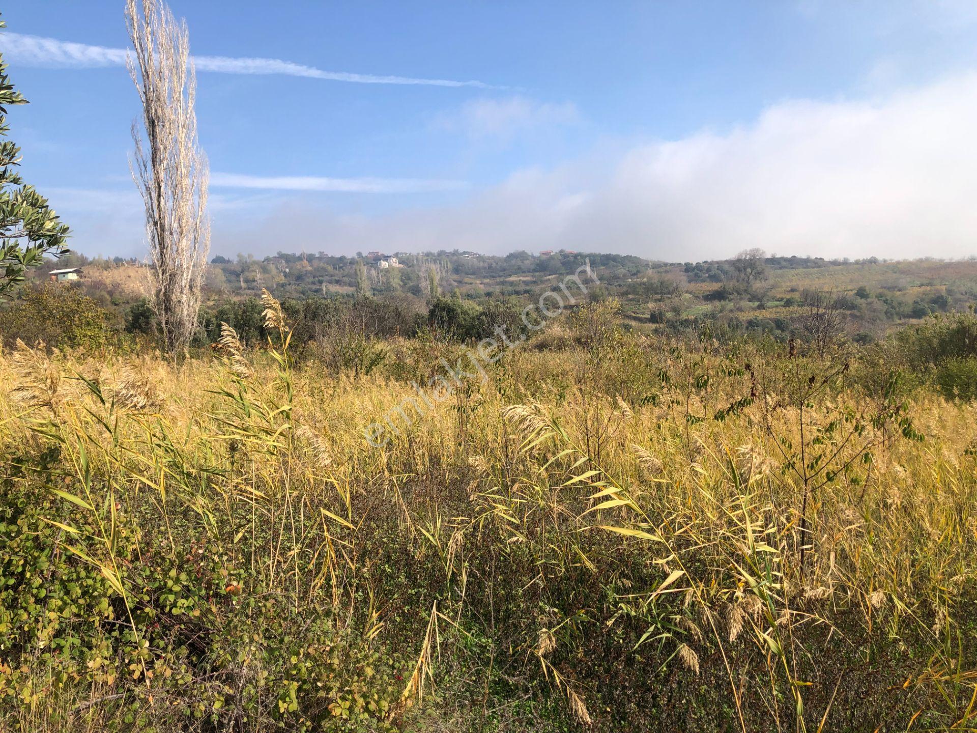 Şarköy De Işık Emlaktan Çınarlı Mah De 2400 M2 Kirazlık. - Görsel 16