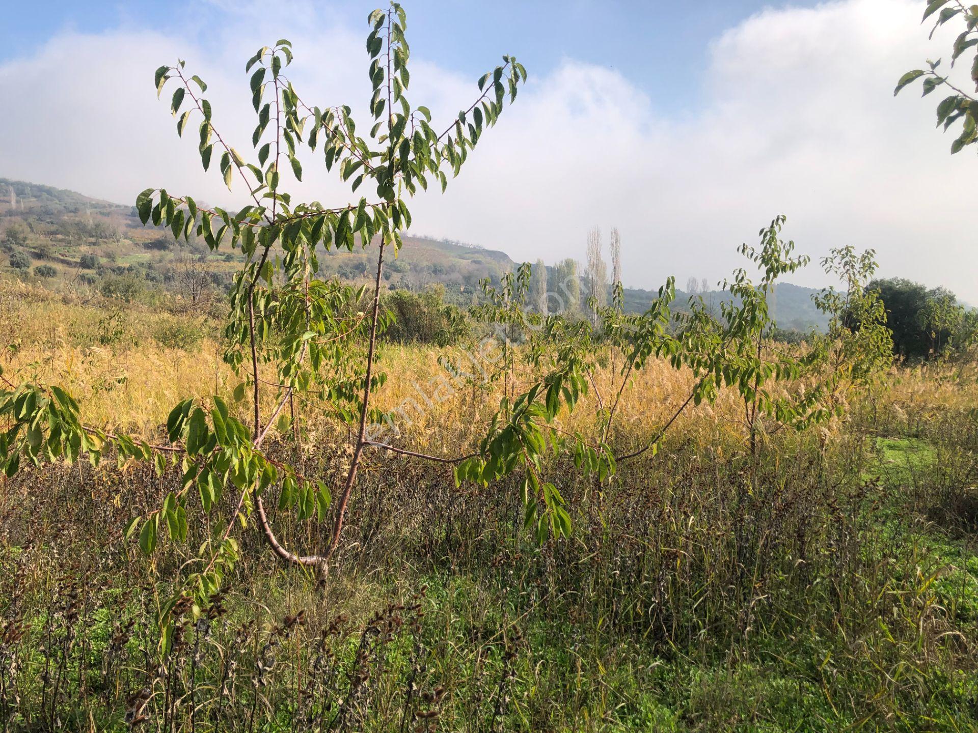 Şarköy De Işık Emlaktan Çınarlı Mah De 2400 M2 Kirazlık. - Görsel 12