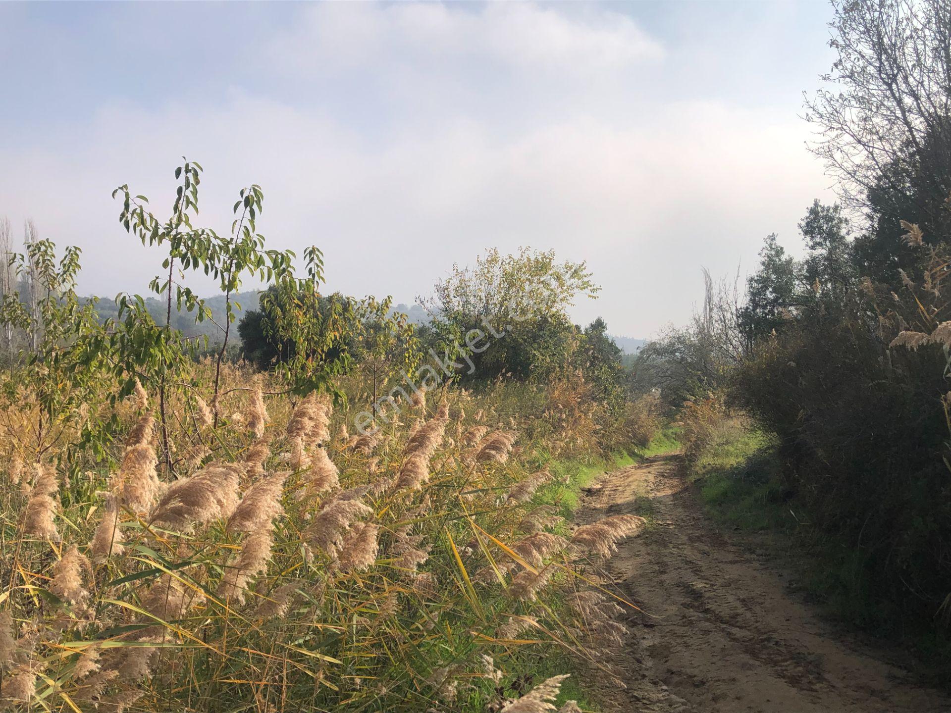 Şarköy De Işık Emlaktan Çınarlı Mah De 2400 M2 Kirazlık. - Görsel 17