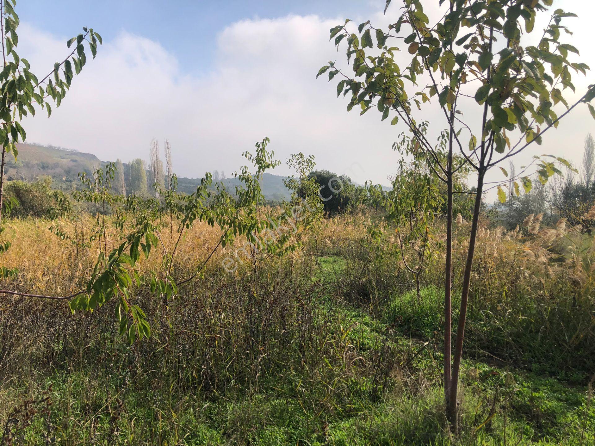Şarköy De Işık Emlaktan Çınarlı Mah De 2400 M2 Kirazlık. - Görsel 10