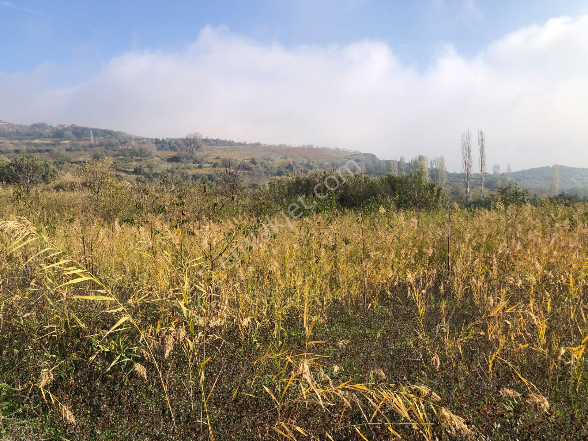 Şarköy De Işık Emlaktan Çınarlı Mah De 2400 M2 Kirazlık. - Görsel 7
