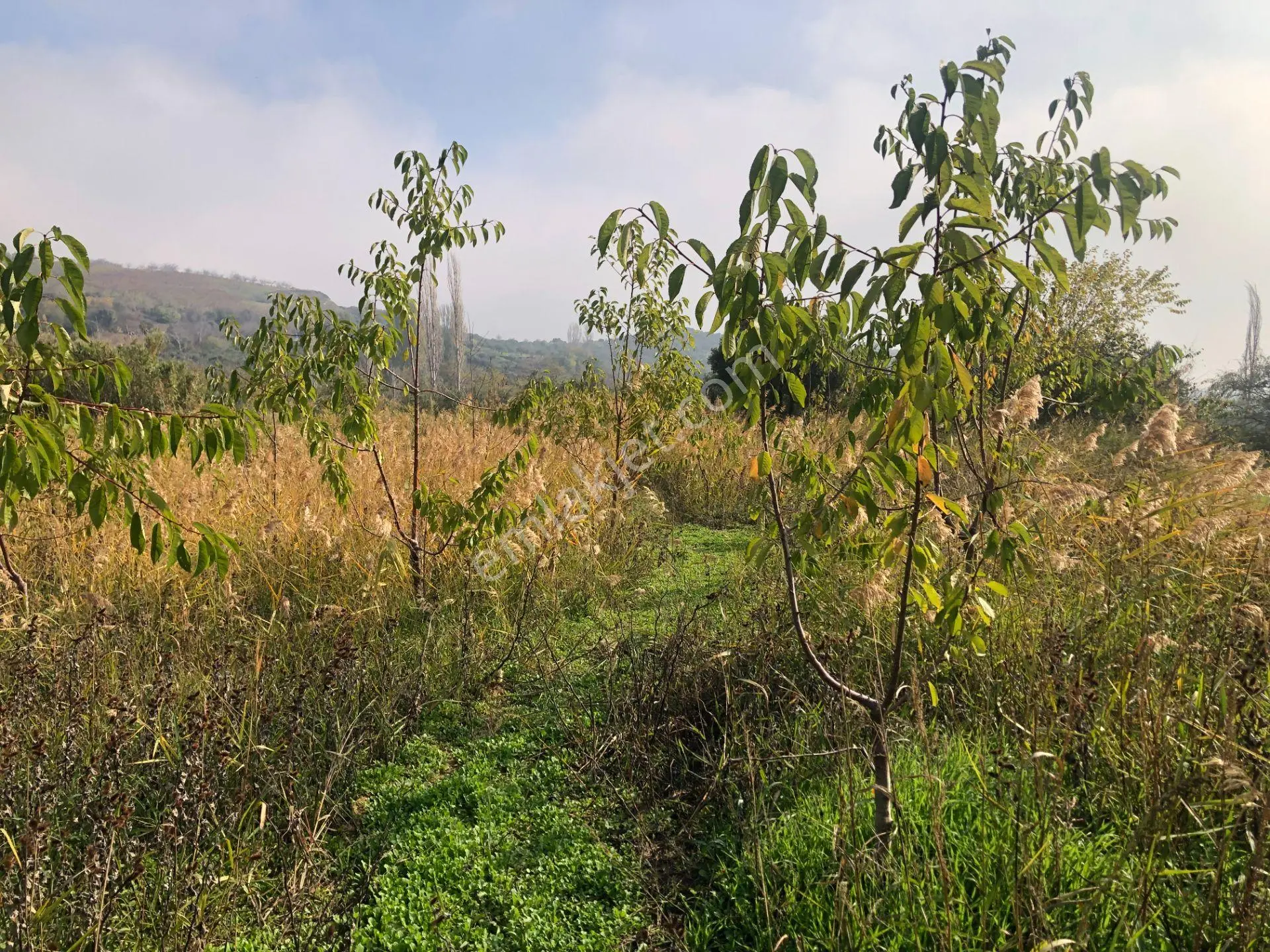 Şarköy De Işık Emlaktan Çınarlı Mah De 2400 M2 Kirazlık. - Görsel 2