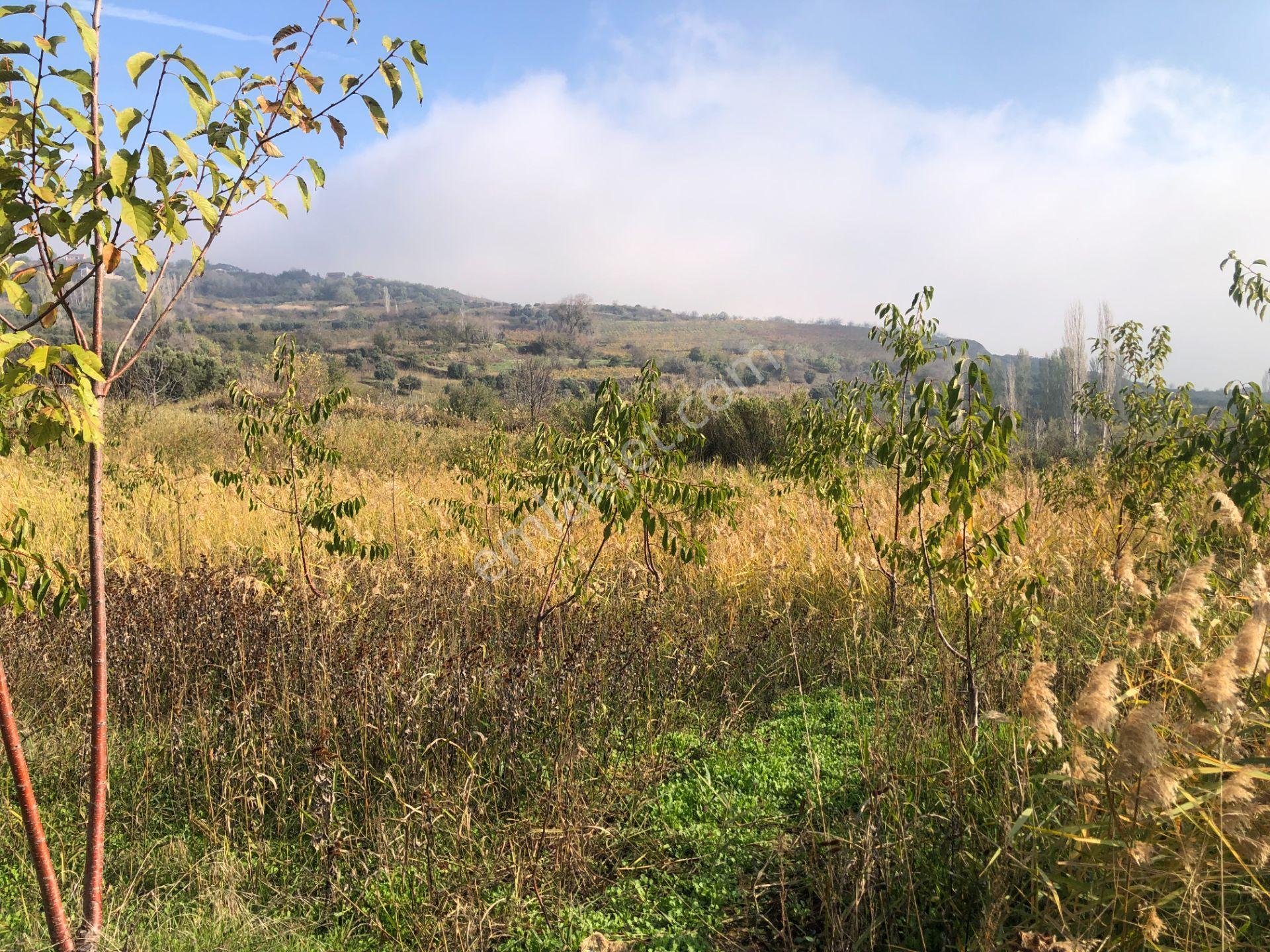 Şarköy De Işık Emlaktan Çınarlı Mah De 2400 M2 Kirazlık. - Görsel 8