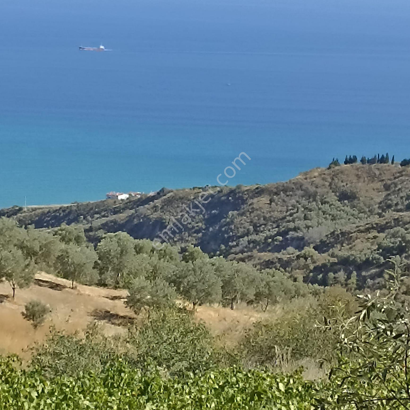 Şarköy Kirazlı Mah. De Satılık Zeytinlik - Görsel 7
