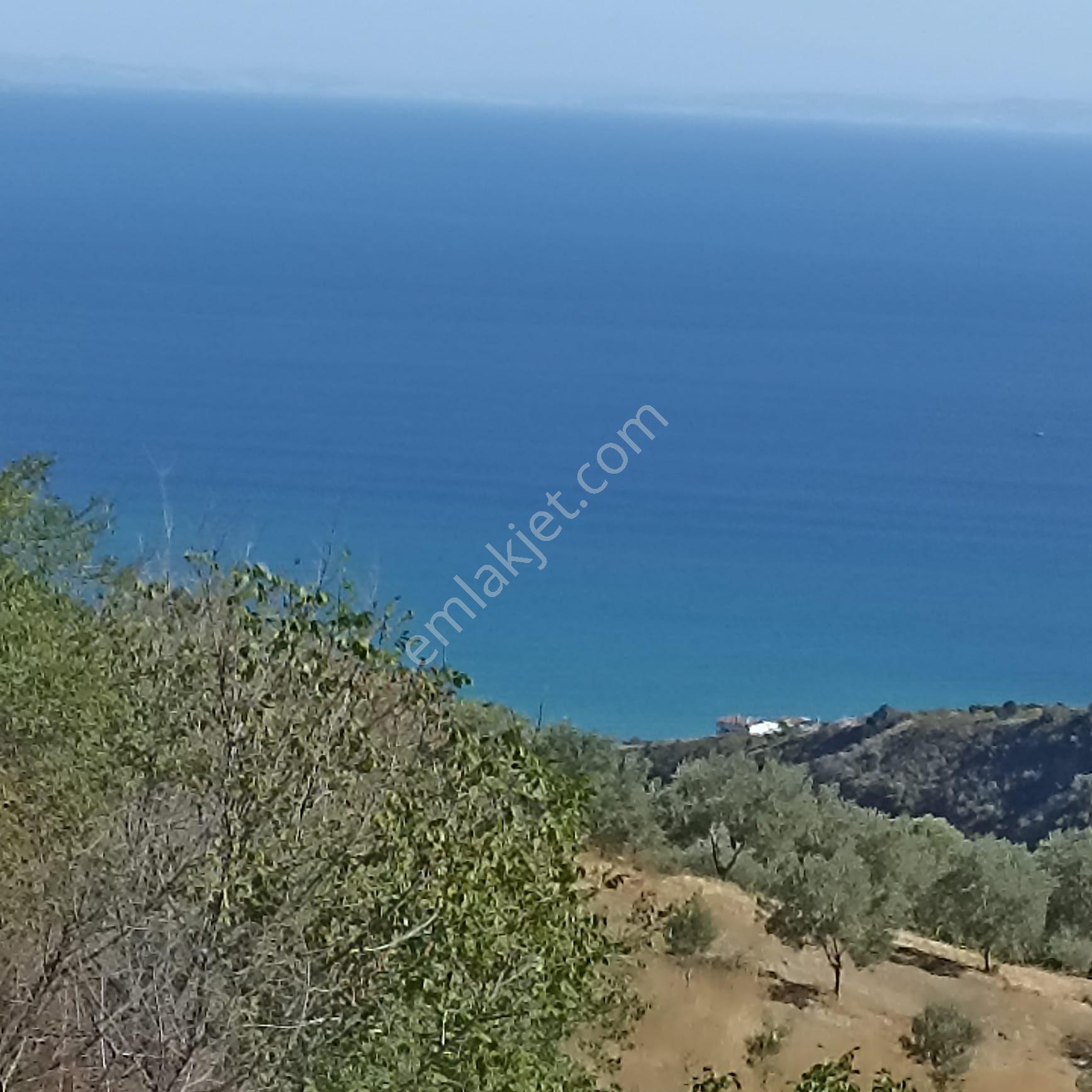 Şarköy Kirazlı Mah. De Satılık Zeytinlik - Görsel 11