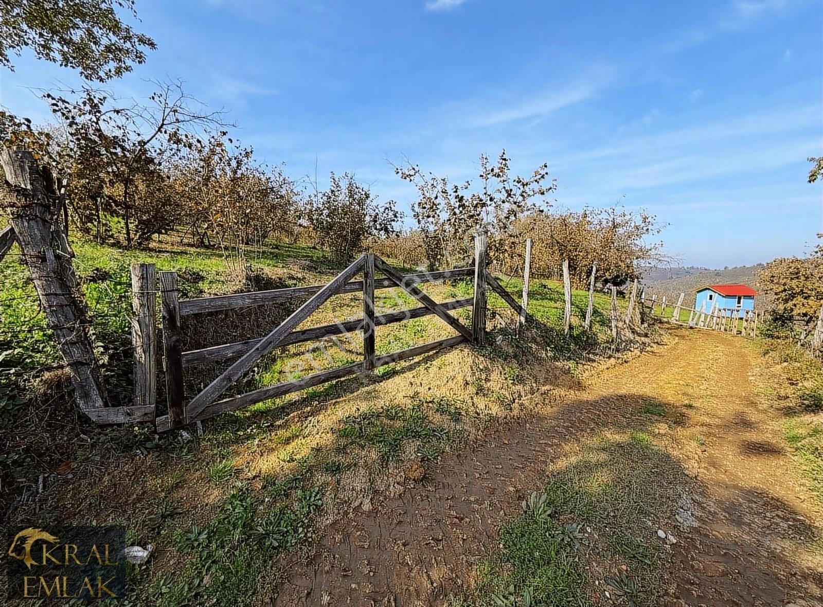 Beyören Köyünde İmarlı 3279 M2 Satılık Fındık Bahçesi - Görsel 6