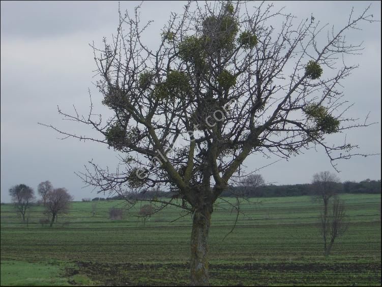 Çanakkale Biga Güleç Köyü'nde 2.359 M² Kadastral Yollu - Görsel 3