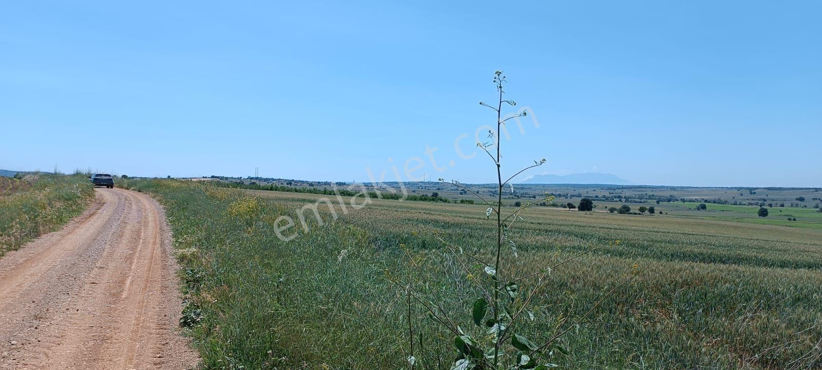 Edirne Enez Kocaali Köyünde Satılık 2489.24 M² Tarla - Görsel 3