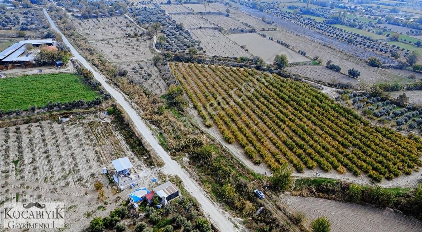Kocabıyık Gayrimenkul'den Akköy 13.500m2 Hicaz Nar Bahçesi - Görsel 3