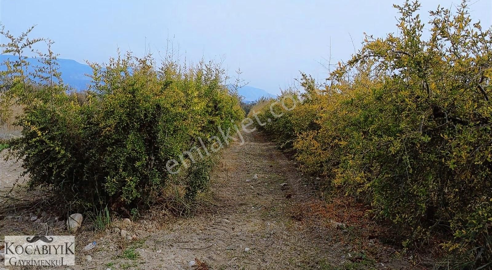 Kocabıyık Gayrimenkul'den Akköy 13.500m2 Hicaz Nar Bahçesi - Görsel 21