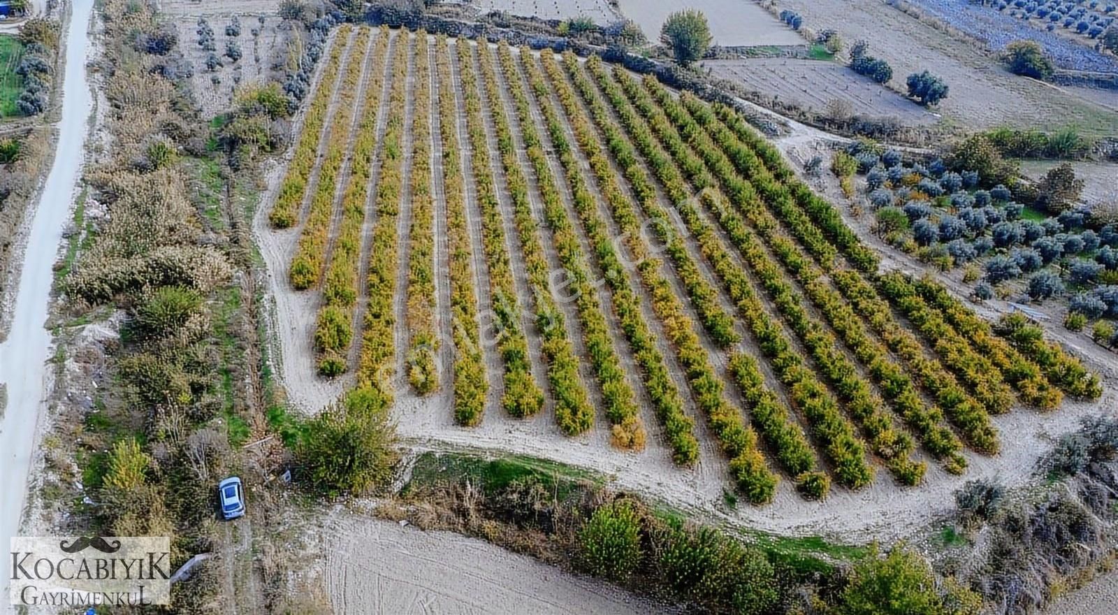 Kocabıyık Gayrimenkul'den Akköy 13.500m2 Hicaz Nar Bahçesi - Görsel 5