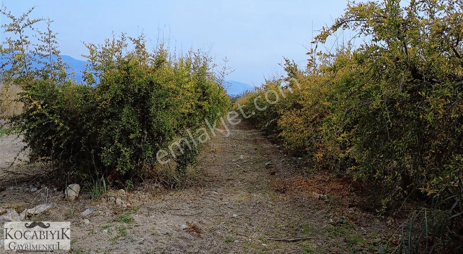 Kocabıyık Gayrimenkul'den Akköy 13.500m2 Hicaz Nar Bahçesi - Görsel 30