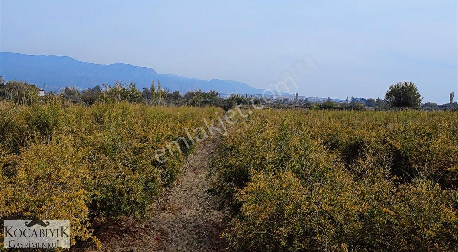 Kocabıyık Gayrimenkul'den Akköy 13.500m2 Hicaz Nar Bahçesi - Görsel 29