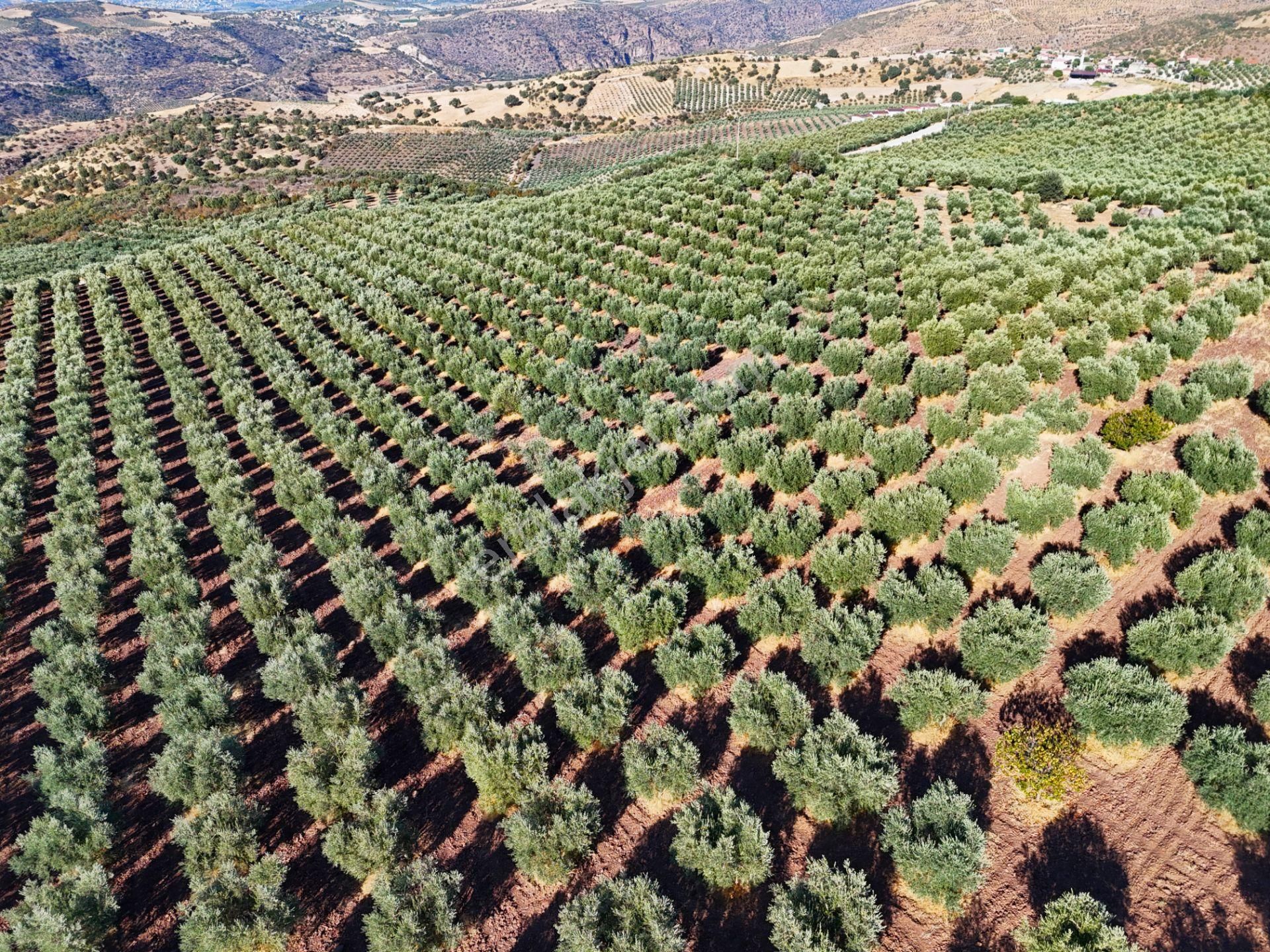 Salihli Akçaköy'de Satılık 134 Dönüm Zeytinlik (video) - Görsel 5