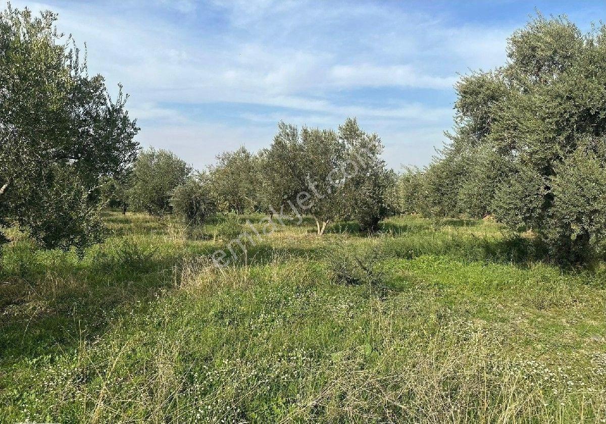 Manisa Turgutlu,da 13780 M2 Sanayi İmarına Bitişik Arazi - Görsel 9