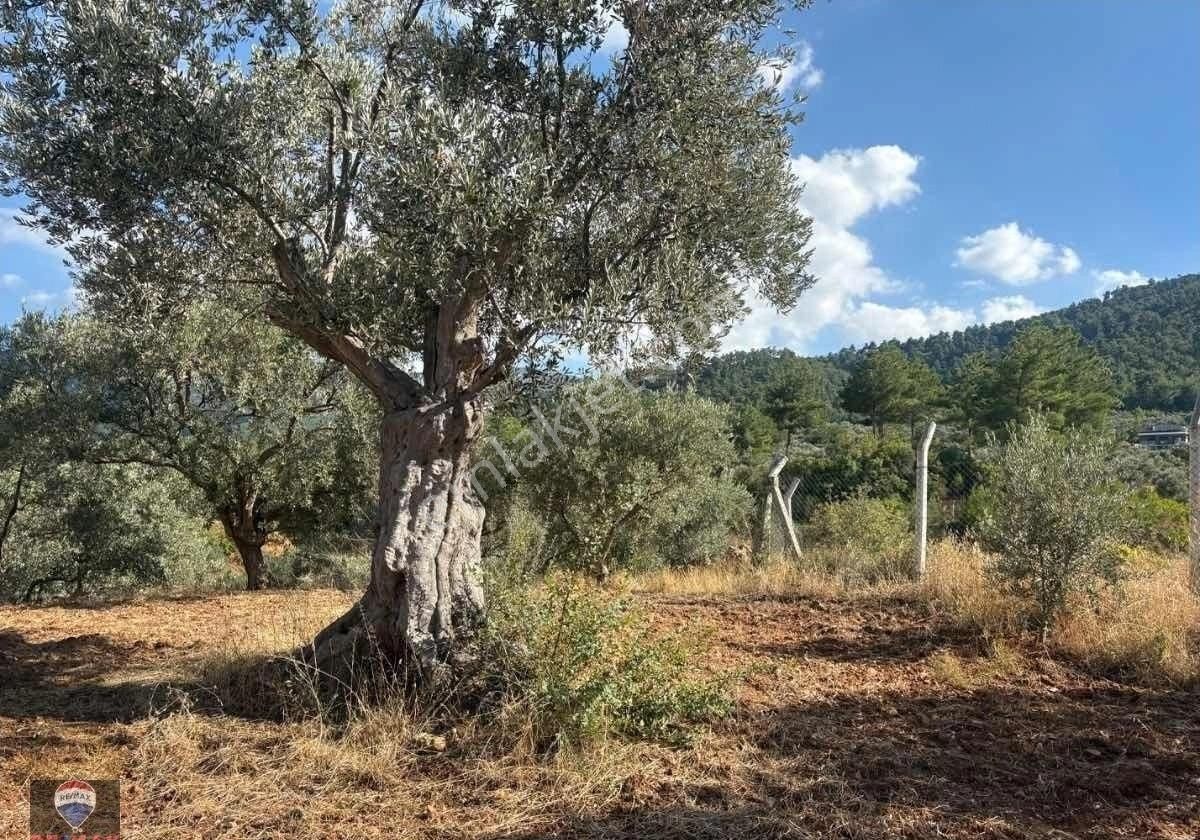 Izmır Kemalpaşa Aşağı Kızılca Merkezde Verımlı Zeytınlı Tarla - Görsel 20