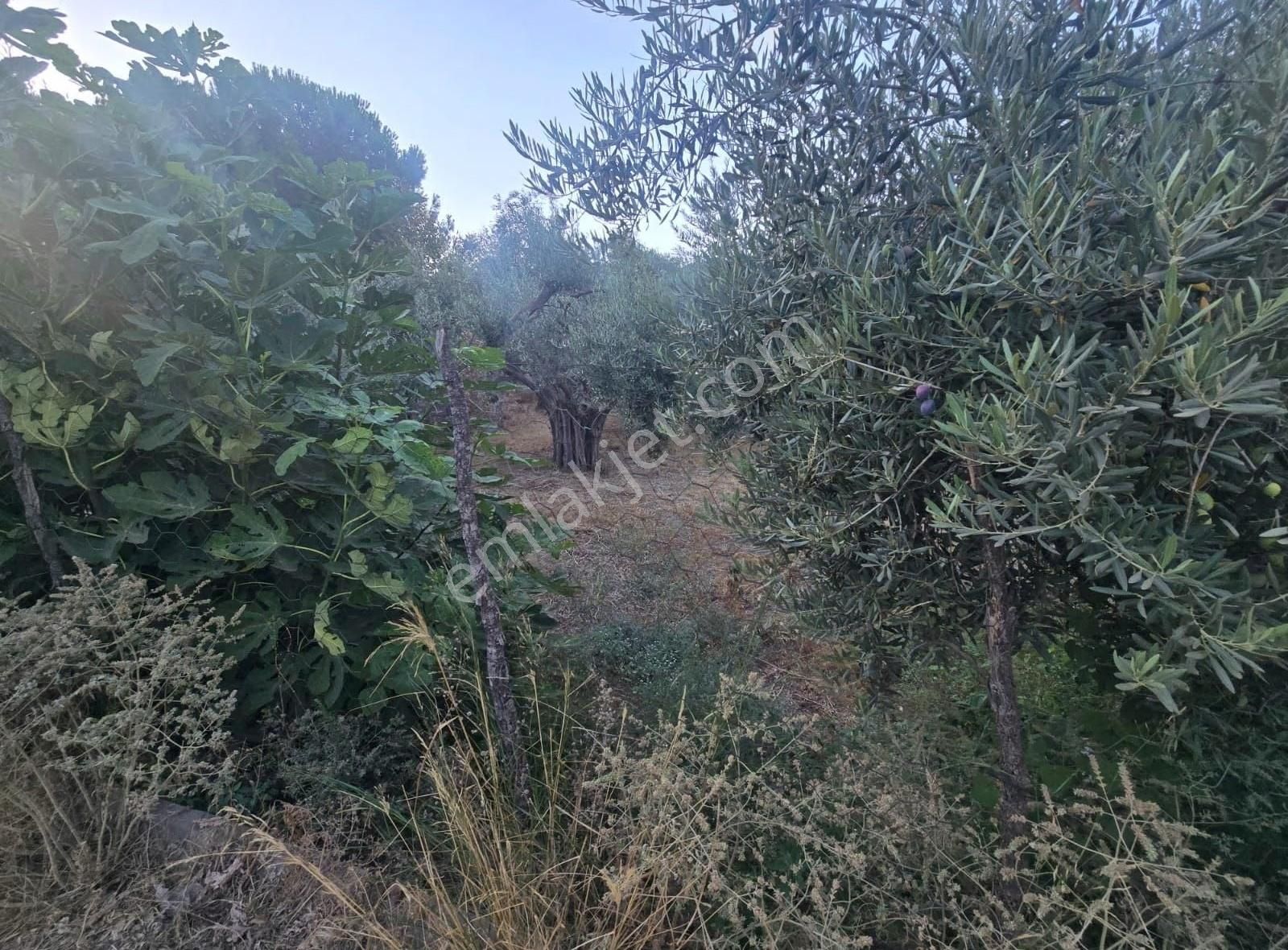 Tire Arslan Emlaktan Büyükkale Köy İçinde Avlulu Ev Ve Arsa - Görsel 4