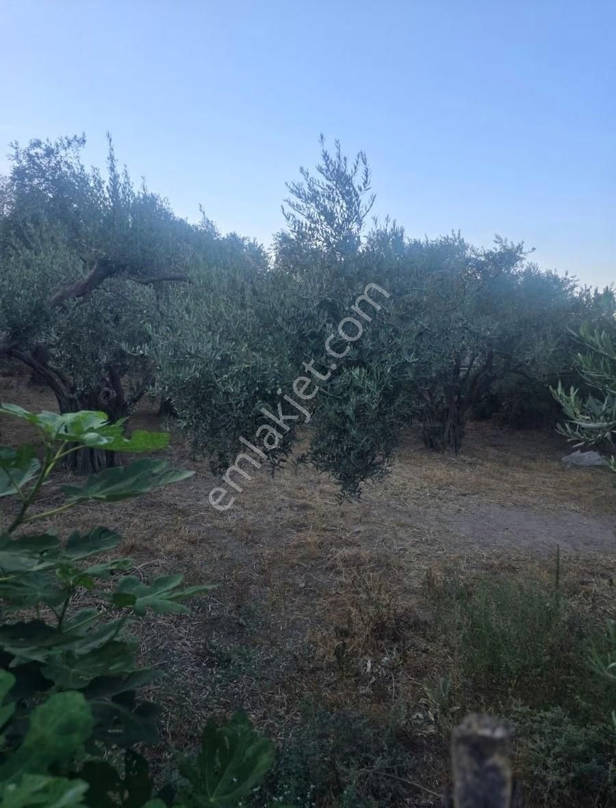 Tire Arslan Emlaktan Büyükkale Köy İçinde Avlulu Ev Ve Arsa - Görsel 17